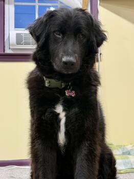 HARVEY -  Flat Coated Retriever Dog for Adoption in Media, Pennsylvania - HARVEY | PetCurious
