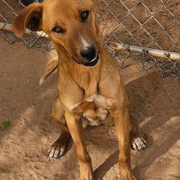Rescue Shepherd Dogs for Adoption in Midland, Texas - James | PetCurious