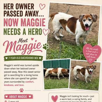 Maggie -  Dachshund Dog for Adoption in Anahuac, Texas - Maggie | PetCurious