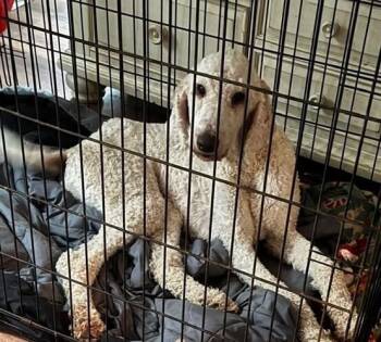 Maverick -  Poodle Dog for Adoption in Washington, District Of Columbia - Maverick | PetCurious
