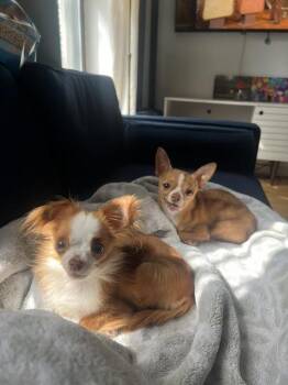 Daisy & Khoa (bonded pair - M&F) -  Chihuahua Dog for Adoption - Daisy & Khoa (bonded Pair - M&F) | PetCurious