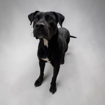 Black Labrador Retriever Dogs Available for Adoption in Williston, Vermont - Sissy | PetCurious