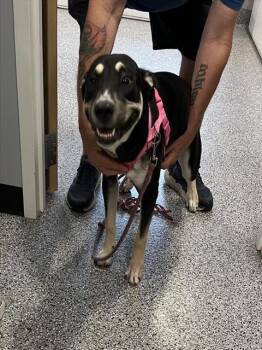 German Shepherd Dog and Mixed Breed Dogs Available for Adoption in Palmetto, Florida - RAVEN | PetCurious