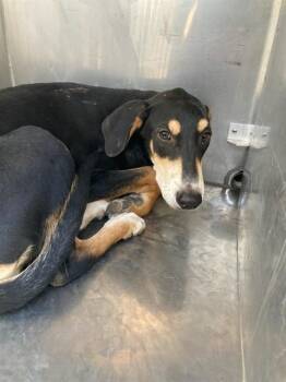 JOSEPHINE -  Mixed Breed Dog for Adoption in Dallas, Texas - JOSEPHINE | PetCurious