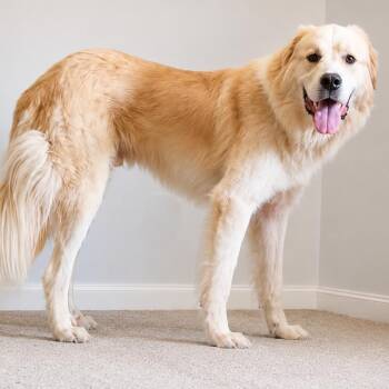 Frehley -  Great Pyrenees Dog for Adoption in Roswell, Georgia - Frehley | PetCurious