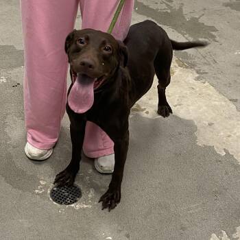 Mocha -  Chocolate Labrador Retriever Dog for Adoption in Urbana, Illinois - Mocha | PetCurious