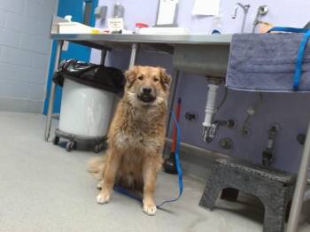 Labrador Retriever and Collie Dogs Available for Adoption in Albuquerque, New Mexico - SOLOMON | PetCurious