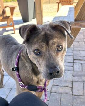Ness -  Mixed Breed Dog for Adoption in Atlanta, Georgia - Ness | PetCurious