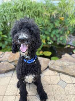 Zeebo -  Standard Poodle Dog for Adoption in The Woodlands, Texas - Zeebo | PetCurious