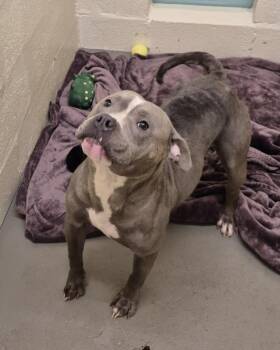 GIGI -  Pit Bull Terrier Dog for Adoption in Hagerstown, Maryland - GIGI | PetCurious