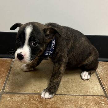 FWT Lillian -  Pit Bull Terrier and Catahoula Leopard Dog Dog for Adoption in Midland, Texas - FWT Lillian | PetCurious