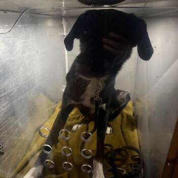Duke -  Mixed Breed Dog for Adoption in Philadelphia, Pennsylvania - Duke | PetCurious