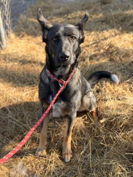 German Shepherd Dog Dogs Available for Adoption - Little Man | PetCurious