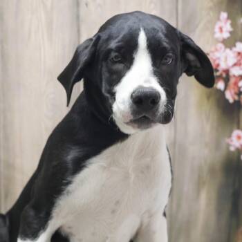 Venus -  Hound Dog for Adoption in Casa Grande, Arizona - Venus | PetCurious