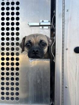 Shiny -  Pug and Chihuahua Smooth Dog for Adoption in Austin, Texas - Shiny | PetCurious