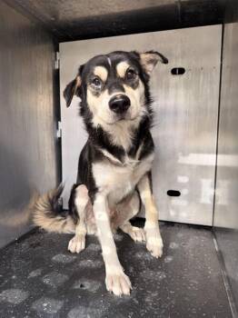 PEPPERCORN -  Husky Dog for Adoption in San Antonio, Texas - PEPPERCORN | PetCurious