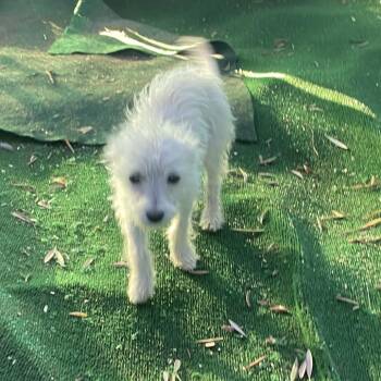 Birdie -  Poodle Dog for Adoption in Escondido, California - Birdie | PetCurious