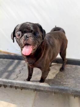 Captain Jack -  Pug Dog for Adoption in Severance, Colorado - Captain Jack | PetCurious