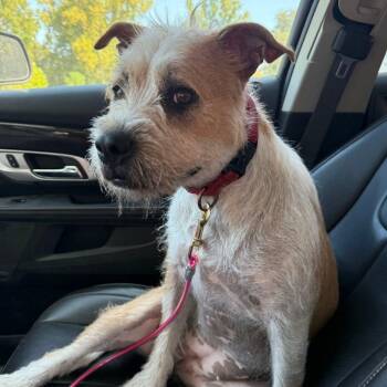 Rescue Wirehaired Terrier Dogs for Adoption in Winnfield, Louisiana - Penny | PetCurious