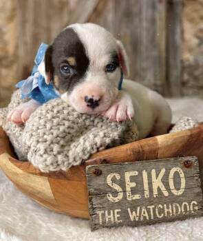 Seiko -  Beagle and Treeing Walker Coonhound Dog for Adoption in Nahunta, Georgia - Seiko | PetCurious