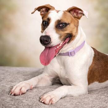 Ava -  Foxhound Dog for Adoption in Houston, Texas - Ava | PetCurious