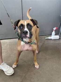RALPH -  Mixed Breed Dog for Adoption in Dallas, Texas - RALPH | PetCurious