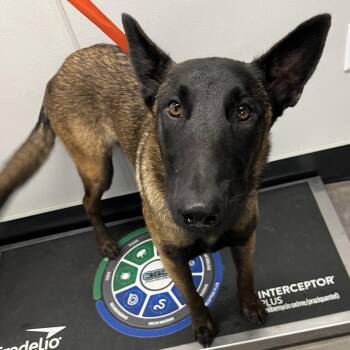 Leon -  Belgian Shepherd Malinois Dog for Adoption in Tampa, Florida - Leon | PetCurious