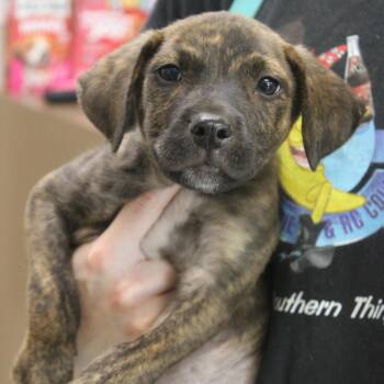 Ryder -  Retriever and Mixed Breed Dog for Adoption in Cleveland, Mississippi - Ryder | PetCurious