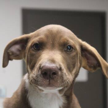 Tickety Tock -  Retriever and Shepherd Dog for Adoption in Cleveland, Mississippi - Tickety Tock | PetCurious