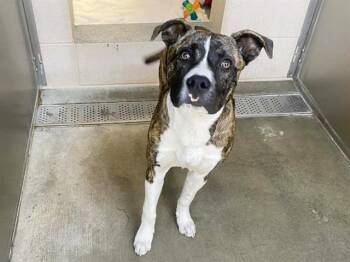 Boxer and Mixed Breed Dogs Available for Adoption in Tustin, California - TUFFY | PetCurious