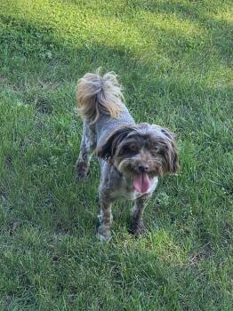 Rescue Havanese Dogs for Adoption in Vienna, Ontario - Gracie Lou | PetCurious