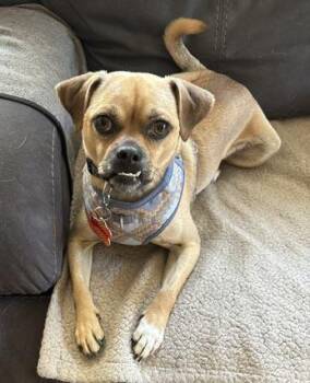 Bowser is a cuttie patootie Pug mix tiny cutie - VIDEOS - No sma -  Pug and Chihuahua Dog for Adoption in Bedford Hills, New York - Bowser Is A Cuttie Patootie Pug Mix Tiny Cutie - VIDEOS - No Sma | PetCurious