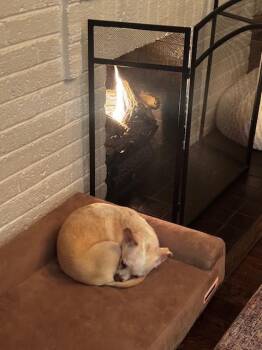 Chihuahua Dogs Available for Adoption - Mary Puppins | PetCurious