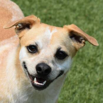 Gingy -  Chihuahua Dog for Adoption in Auburn, Nebraska - Gingy | PetCurious