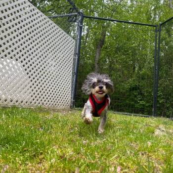 Papillon and Yorkshire Terrier Dogs Available for Adoption in Fall River, Massachusetts - Flo | PetCurious