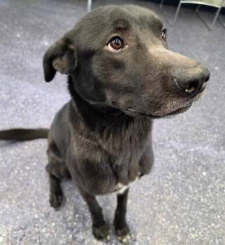 Labrador Retriever and Mixed Breed Dogs Available for Adoption - HERMES | PetCurious