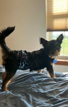 Diego -  Yorkshire Terrier Dog for Adoption in De Pere, Wisconsin - Diego | PetCurious