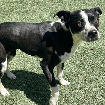 Tide -  Mixed Breed and Boston Terrier Dog for Adoption in Pacific Grove, California - Tide | PetCurious