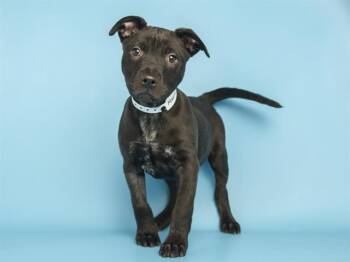 Pit Bull Terrier and Mixed Breed Dogs Available for Adoption - MANGO | PetCurious