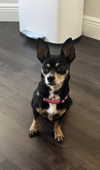Chihuahua Dogs Available for Adoption - Dina | PetCurious