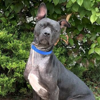 Rescue Pit Bull Terrier Dogs for Adoption in Syosset, New York - Reese | PetCurious