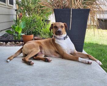 Rescue Black Mouth Cur Dogs for Adoption in Tyler, Texas - Ollie | PetCurious