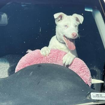 Australian Shepherd Dogs Available for Adoption in Myrtle, Mississippi - Ghost | PetCurious