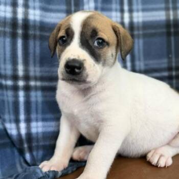 Sebastian Surprise -  Hound and Great Pyrenees Dog for Adoption in Andover, Massachusetts - Sebastian Surprise | PetCurious