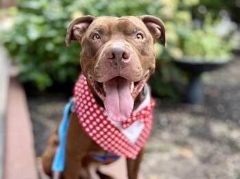 Jirachi -  Mixed Breed Dog for Adoption in New York, New York - Jirachi | PetCurious