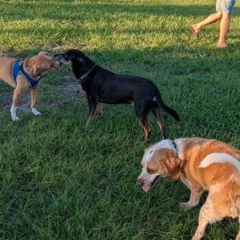 Mixed Breed Dogs Available for Adoption in Lutz, Florida - Lily | PetCurious
