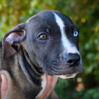 ALPHARETTA - Chili -  Mixed Breed Dog for Adoption in Blairsville, Georgia - ALPHARETTA - Chili | PetCurious