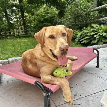 Sherpa -  Labrador Retriever Dog for Adoption in New York, New York - Sherpa | PetCurious