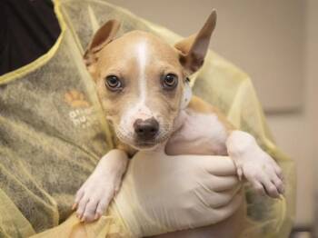 American Staffordshire Terrier Dogs Available for Adoption in Phoenix, Arizona - BRITTANY | PetCurious