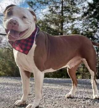 Terrier Dogs Available for Adoption in Waverly, Tennessee - OSO | PetCurious